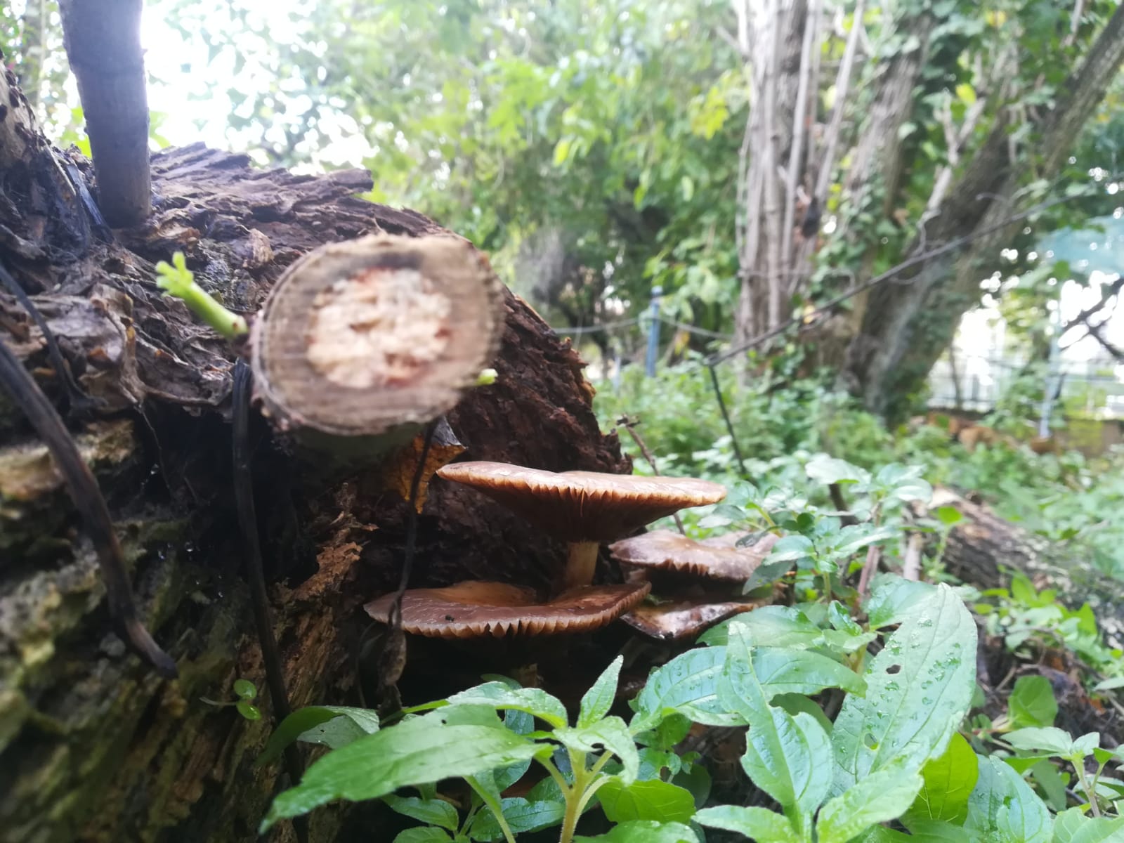 giardino funghi
